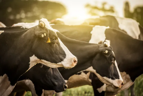 Pecuária Bovina